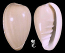 台灣穀米螺 Marginella bernardii 4