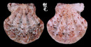 小美海扇蛤 Flexopecten flexuosus 4