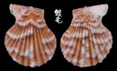 紅瓦海扇蛤 Chlamys asperulata 2