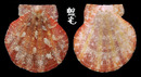 Coudeini海扇蛤 Juxtamusium coudeini 1