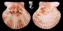 Bullatus海扇蛤 Cryptopecten bullatus 1