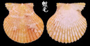 Bullatus海扇蛤 Cryptopecten bullatus 2