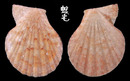 肋中肋海扇蛤 Glorichlamys quadrilirata 1