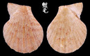 肋中肋海扇蛤 Glorichlamys quadrilirata 2