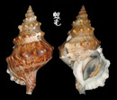 薄殼蛙螺 Tutufa tenuigranosa 1