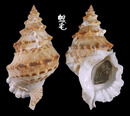 薄殼蛙螺 Tutufa tenuigranosa 3