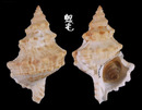 薄殼蛙螺 Tutufa tenuigranosa 4