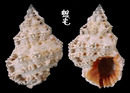 褐口蛙螺 Bursa rhodostoma 2