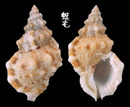 小白蛙螺 Bursa ranelloides 1