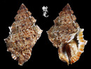 高貴蛙螺 Bufonaria nobilis 1