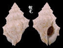 高貴蛙螺 Bufonaria nobilis 3