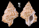 似高貴蛙螺 Bufonaria ignobilis 1