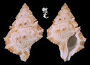 似高貴蛙螺 Bufonaria ignobilis 2