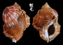 麗珠蛙螺 Bufonaria margaritula 1
