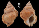 麗珠蛙螺 Bufonaria margaritula 2
