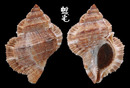 麗珠蛙螺 Bufonaria margaritula 4