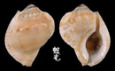 姆指蛙螺 Bufonaria marginata 1