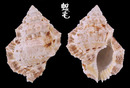 厚唇蛙螺 Bufonaria thersites 1