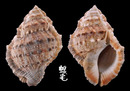 朱唇蛙螺 Bufonaria crumena 1