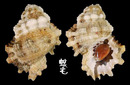 血跡蛙螺 Bursa cruentata 1