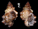 Affinis蛙螺 Bursa granularis affinis 1