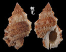 Affinis蛙螺 Bursa granularis affinis 5