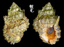 突瘤蛙螺 Bursa tuberosissima(leo) 1