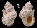 突瘤蛙螺 Bursa tuberosissima(leo) 3