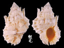 突瘤蛙螺 Bursa tuberosissima(leo) 4