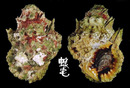 紫口蛙螺 Bursa rosa 1