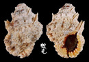 紫口蛙螺 Bursa rosa 2