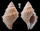 細粒蛙螺 Bufonaria subgranosa 2
