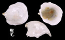 海扇偏蓋螺 Capulus dilatatus 3