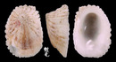 頂蓋螺 Hipponix australis 1