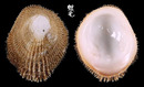 毛蓋螺 Pilosabia trigona 1