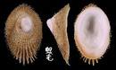 毛蓋螺 Pilosabia trigona 2