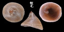 笠舟螺 Calyptraea extinctorium 1