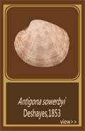 Antigona sowerbyi