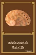Haliotis semiplicata