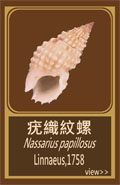 疣織紋螺