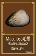 Maculosa毛蚶