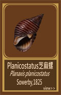Planicostatus芝麻螺