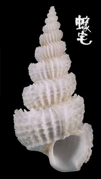 牙彫海螄螺拷貝
