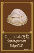 Operculata抱蛤