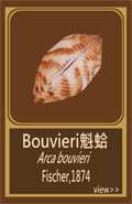 Bouvieri魁蛤