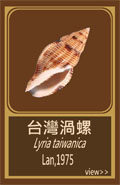 台灣渦螺