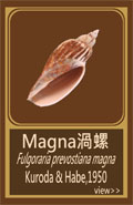 Magna渦螺