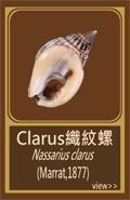 Clarus織紋螺