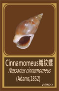 Cinnamomeus織紋螺