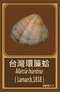 台灣環簾蛤